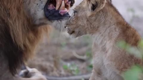 Beautiful memories #safari #animal #wildlifephotographer #naturelovers #photochallenge