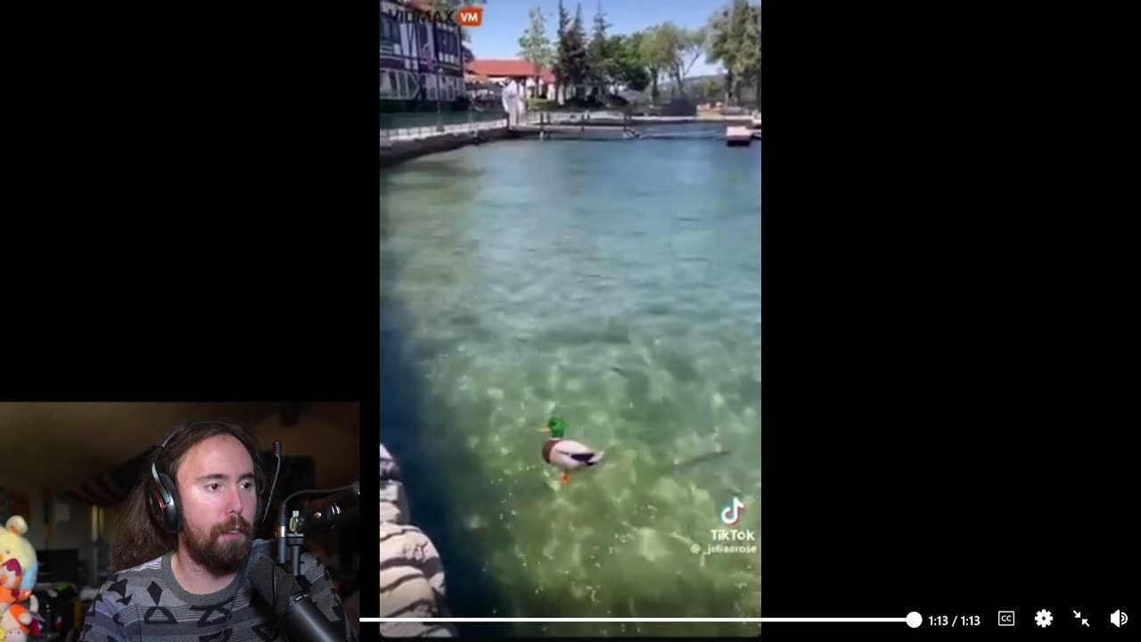 craze lady jells at ducks