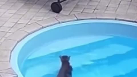 "When Your Cat Forgets It's Literally Waterproof 🌊"