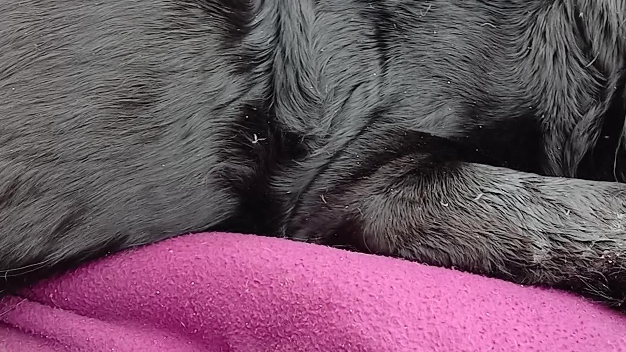 The dog they wanted to eat.