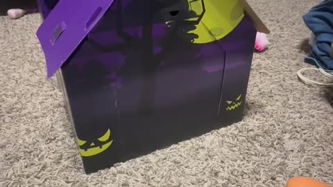 Kitten Named August Excited About New House