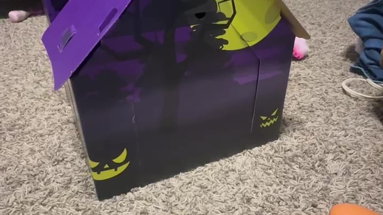 Kitten Named August Excited About New House