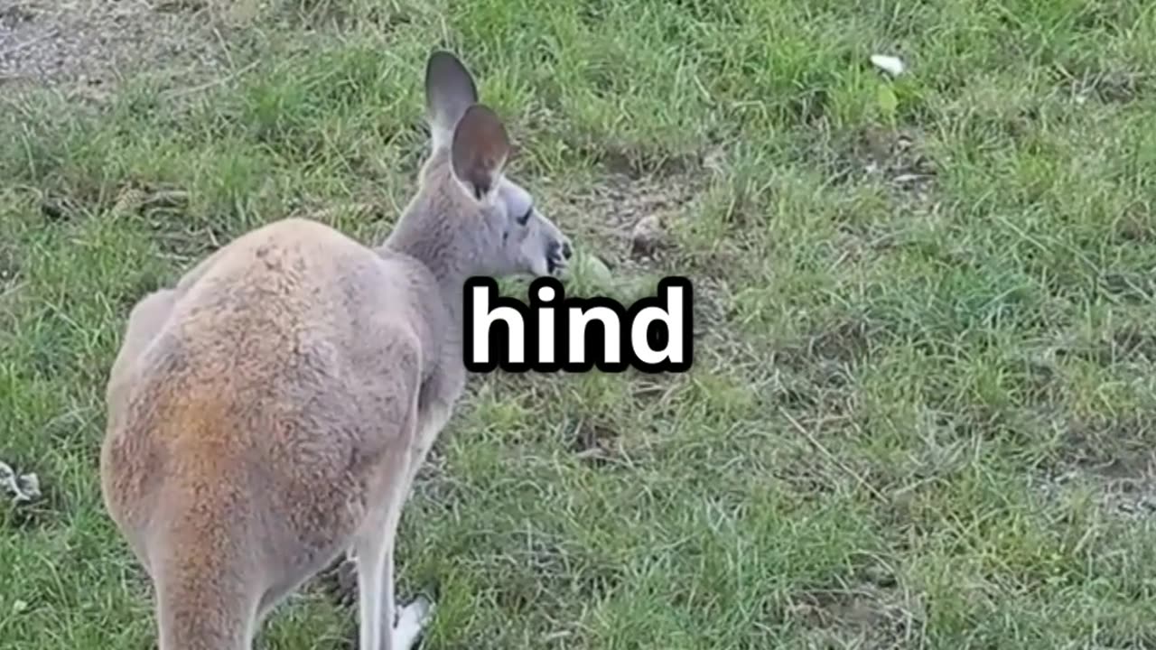 🦘❌ Kangaroos Can’t Walk Backward! Here’s Why! 🤯