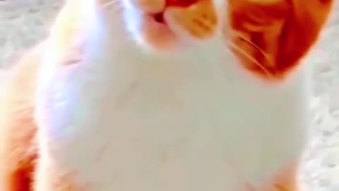 MEOWING AROUND THURSDAY 6/26/25