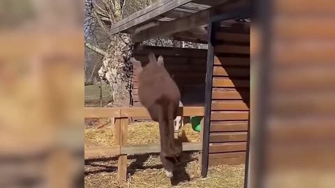 Funny Animal Videos - Try Not To Laugh