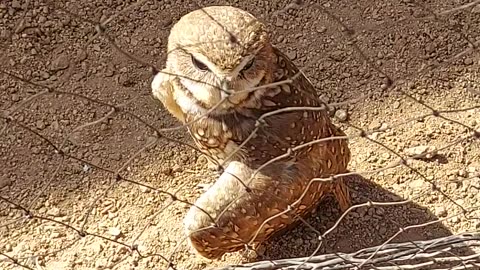 desert owl