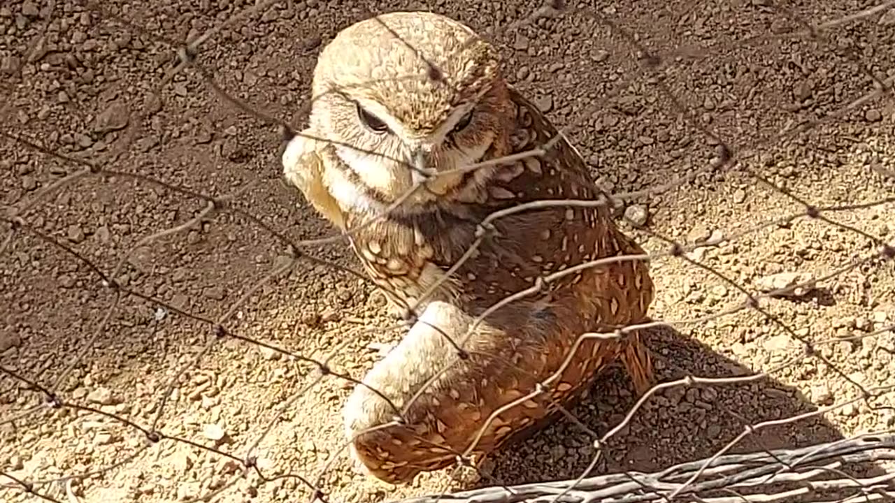 desert owl