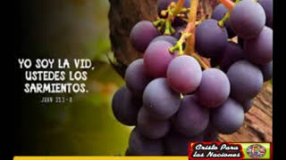 YO SOY LA VID USTEDES LOS PAMPAN0S _Juan 15 : 1 al 17 _ Devocional .