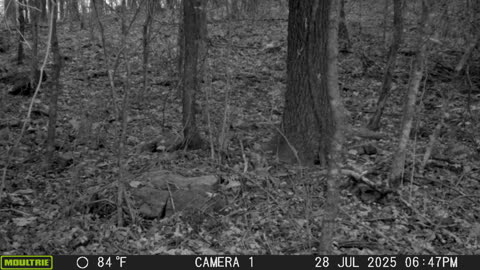Even More Black Bear