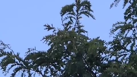 👽🛸 Unidentified Object Filmed Over London, Ontario! | TheTruthAbove