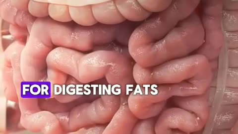 Best Drinks to Cleanse Your Colon Boost Your Digestive Health