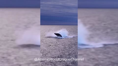Amazing Breaching Humpback Whales