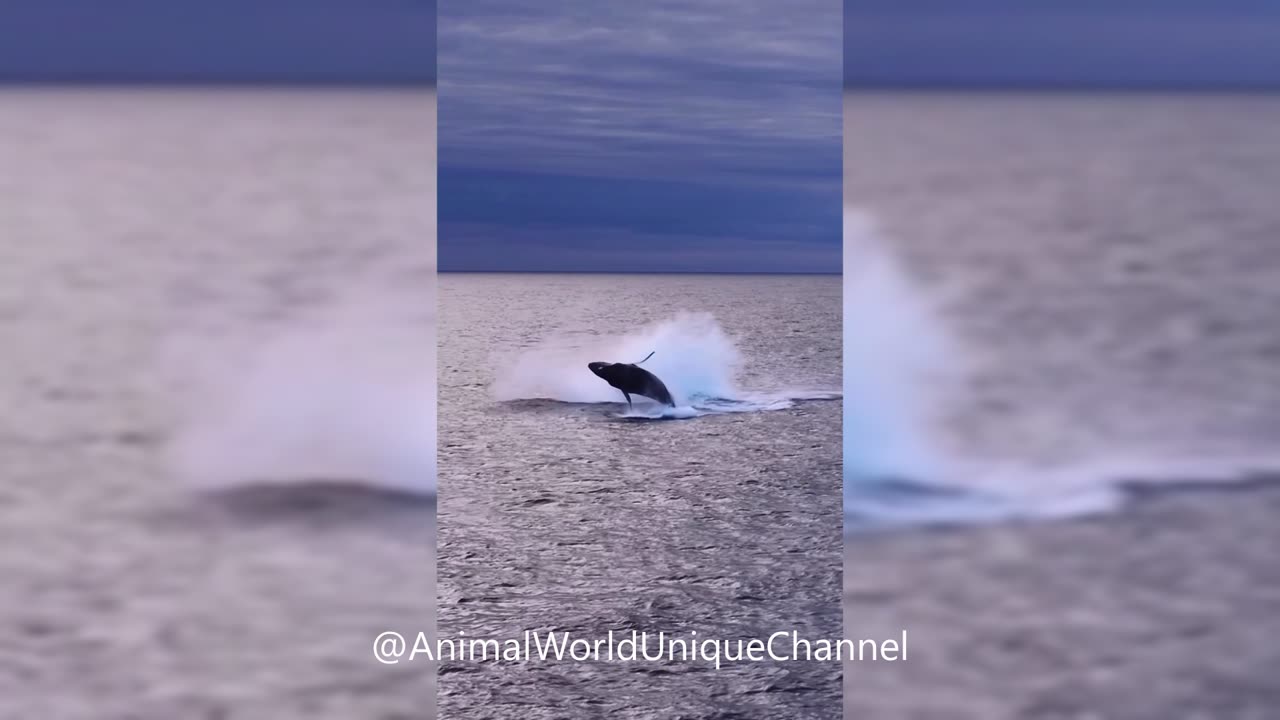 Amazing Breaching Humpback Whales