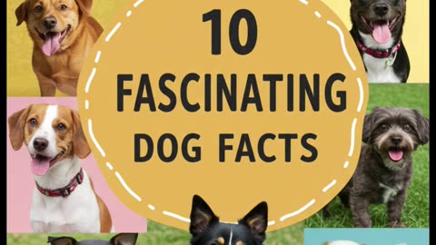 10 Fascinating Dog Facts You Didn’t Know! 🐶 #Shorts