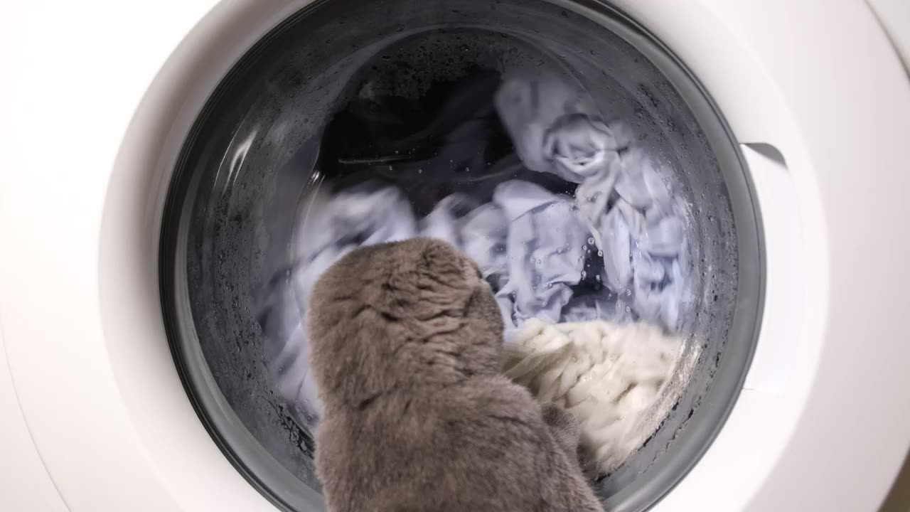 Cat watches a washing machine as it runs its cycle