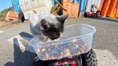 The tiniest kitten trying to eat from a giant food bowl 😭💛