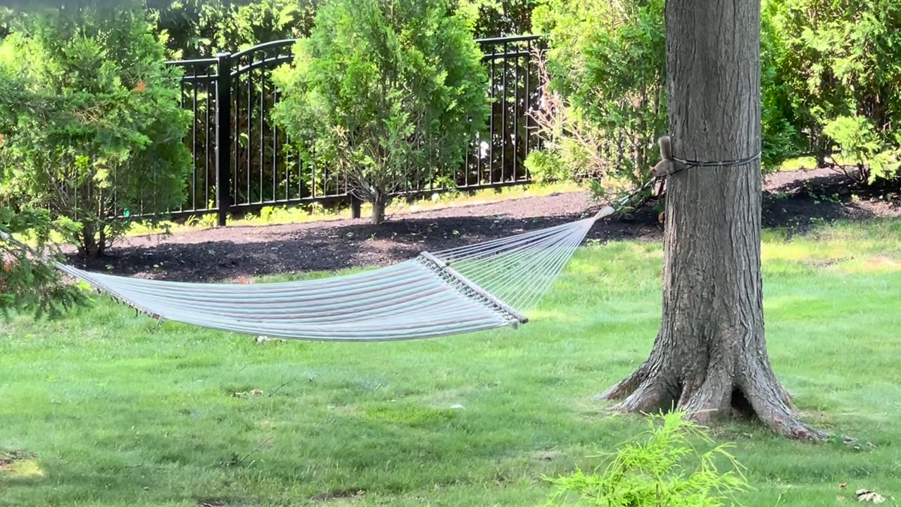 🐿🌿 Squirrel's Hammock Adventure! | FunFM