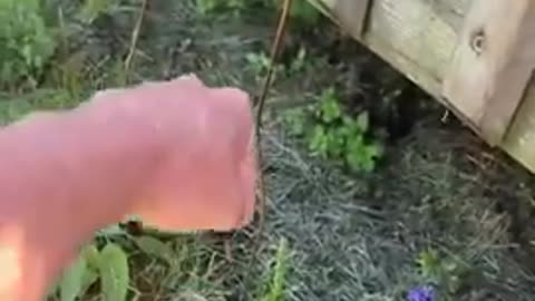 Copper Wire Abductors to assist his plants growth in garden