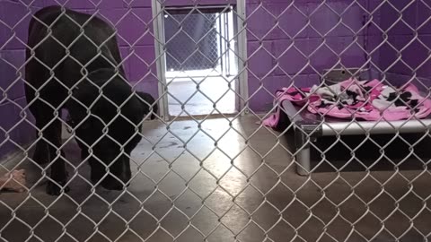 Riggs 7y Pet Id 867816 kennel 26 HSSAZ shelter _20250517_125154246