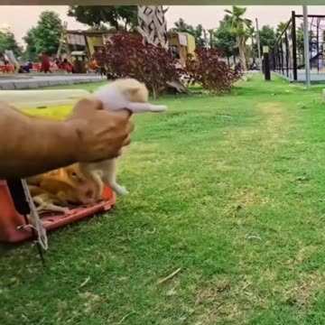 She Was Still Breathing… She Deserved a Chance to Live With Her Kittens! 💔🐱❤️