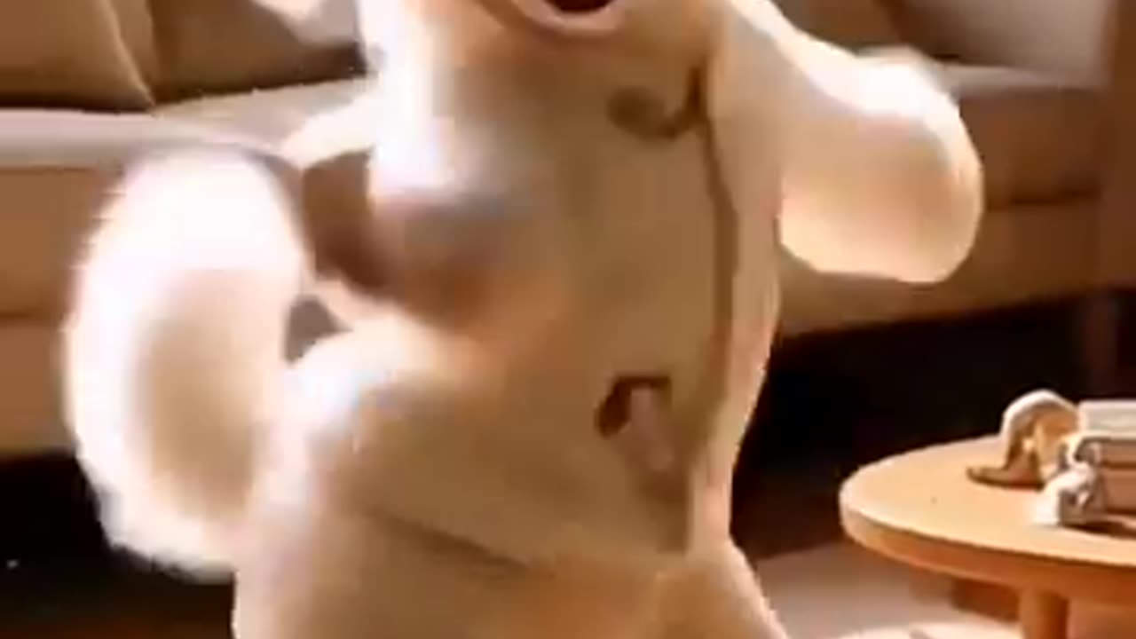 Dancing cat 🐈 || #short #viral #trending