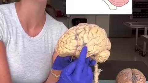 The Human Nervous System! ð§ #brain #spinalcord #humanbody #anatomy #science