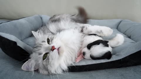 Cat Suspects Abandoned Puppy Is Dead | His Reaction Will Melt Your Heart