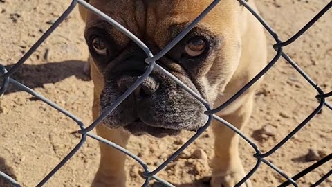 Frenchie Guard Dog
