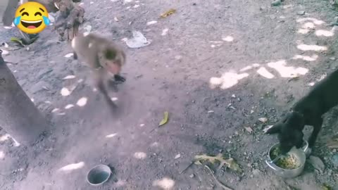 Monkey vs dog real fight | funny dog vs monkey video