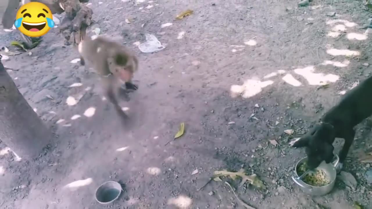 Monkey vs dog real fight | funny dog vs monkey video