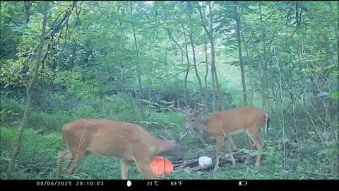 Two Ohio Bucks hanging out at the Salt Block in Medina Co.