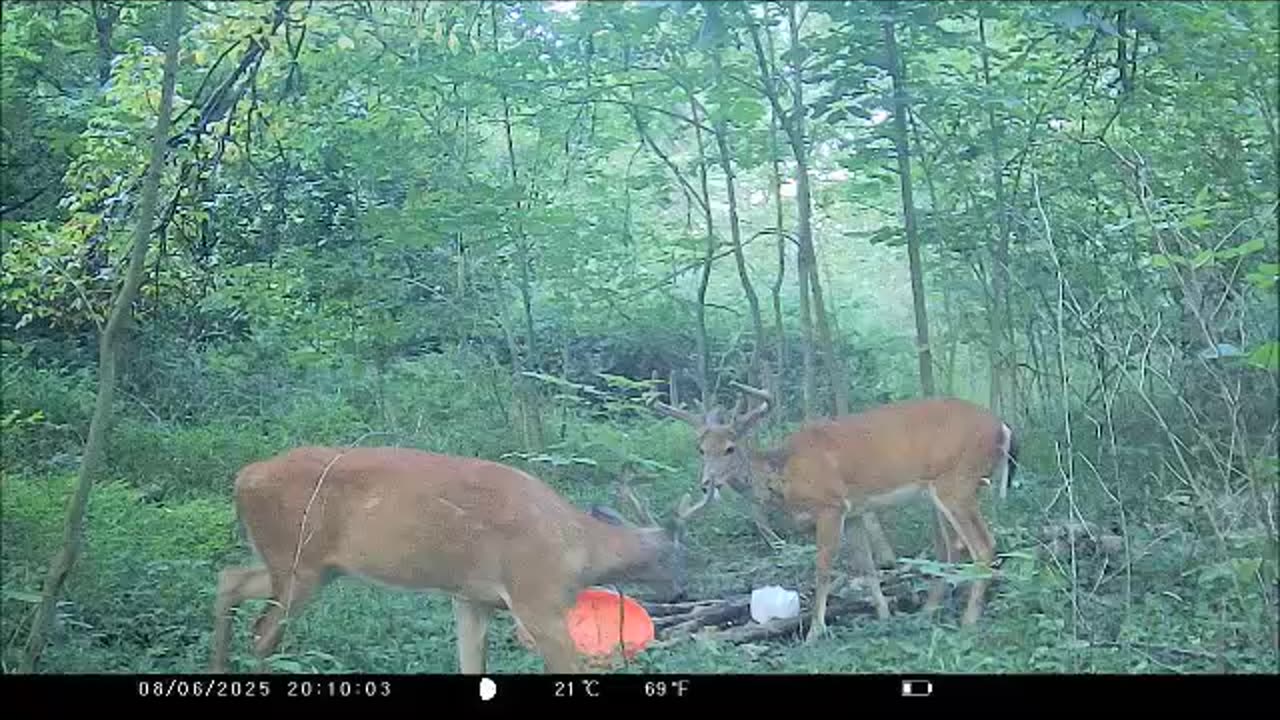 Two Ohio Bucks hanging out at the Salt Block in Medina Co.