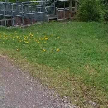 Stream Outlet Siphon