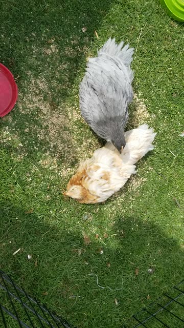 Hard to eat breakfast when people keep sitting on your face! #SparklegleamFarm #Chicken #farm
