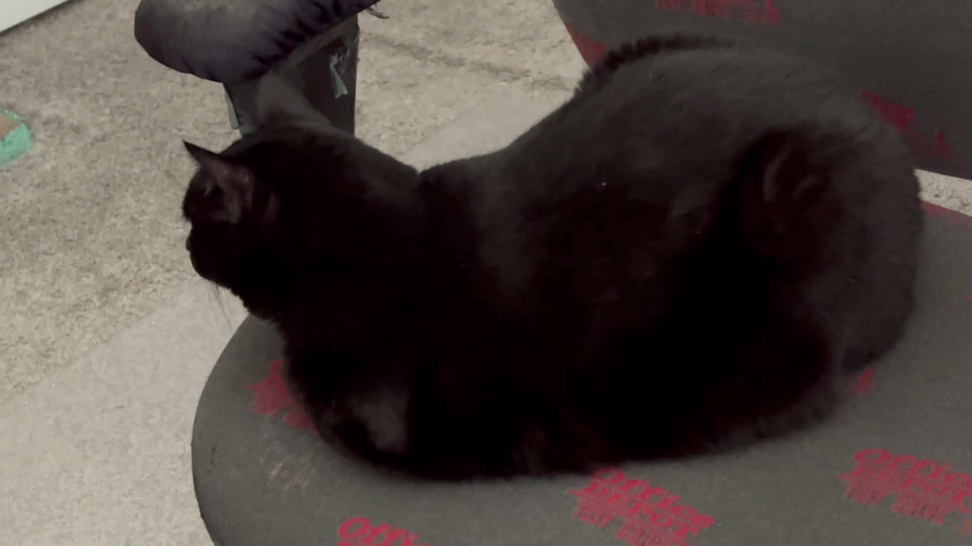 Cute Precious Piper Maintains Decorum in the Office - Adopting a Cat from a Shelter Vlog