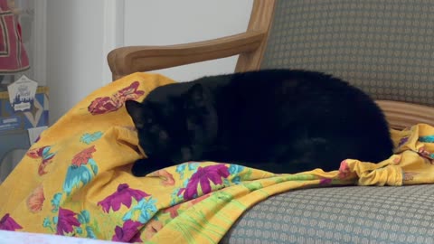 Cute Precious Piper Takes a Nippy Nap on Her Throne - My Adopted Shelter Cat Vlog