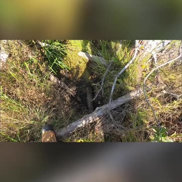 Beaver Run_ Watch Your Step or Break a Leg! #livingoffgrid #beaverdam