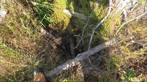 Beaver Run_ Watch Your Step or Break a Leg! #livingoffgrid #beaverdam