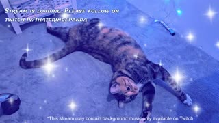 Cringe Panda Gaming Stream