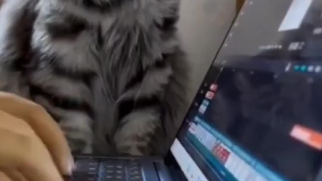 Paw-some Laughter | Cute Cats to Melt Your Heart πΎπ₯