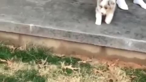 Crazy Cat Antics! Cutest & Funniest Moments! 🐱✨