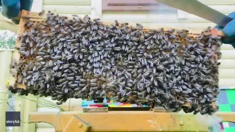 Please Don't Touch Sea Worms - Daily Does of The Internet