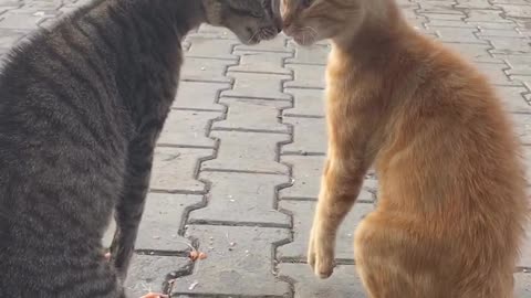 Sizce tekirmi sarmalmı😁😁#kedi #fypage #reelvideo #turkey #kesfetteyiz #keşfett
