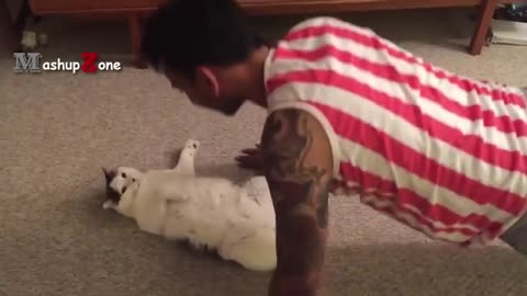 Shocking: Top 10 Funny Cat Videos - Funny Cats 2017