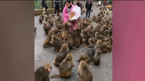 Monkey comedy Videos 🤣 monkey 🐒 funny videos 🤣