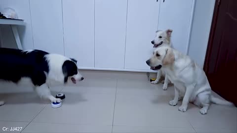 animals have more IQ than you, funny pets