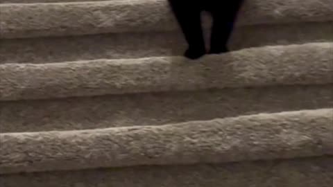 Cute Precious Piper Comes Down the Stairs - Adopting a Cat from a Shelter Vlog #shorts