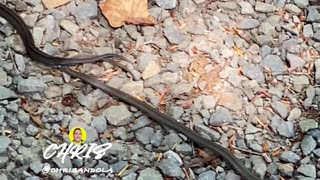ARE THESE SNAKES MATING?