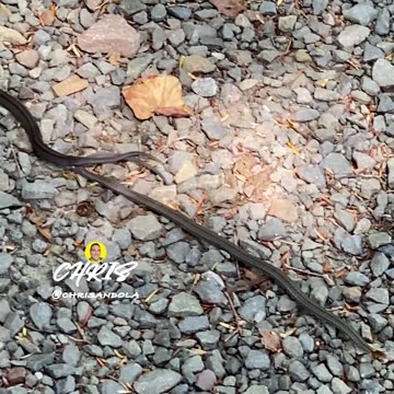 ARE THESE SNAKES MATING?