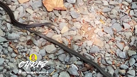 ARE THESE SNAKES MATING?